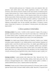 Italijos virtuvės raida bei ypatybės 9 puslapis