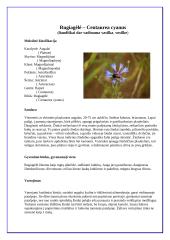 Rugiagėlė (Centaurea cyanus) 1 puslapis
