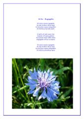 Rugiagėlė (Centaurea cyanus) 4 puslapis