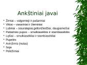 Ankštiniai javai 2 puslapis