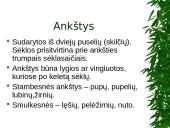 Ankštiniai javai 3 puslapis