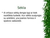 Ankštiniai javai 4 puslapis