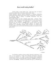 Kuo svarbi mūsų kalba?