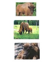 The European bison 4 puslapis