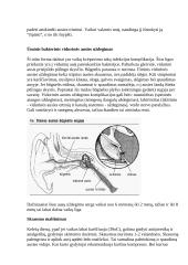Ausies sandara 8 puslapis