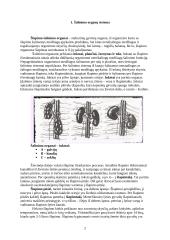 Avininkystė 2 puslapis