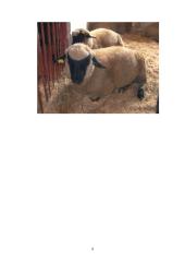 Avininkystė 9 puslapis