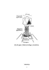 Bakterijų virusai 5 puslapis