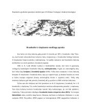 Branduolėlis, branduolio apvalkalėlis, medžiagų apytaka tarp branduolio ir citoplazmos 4 puslapis