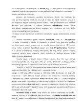 Branduolėlis, branduolio apvalkalėlis, medžiagų apytaka tarp branduolio ir citoplazmos 5 puslapis