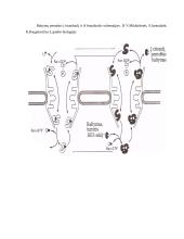 Branduolėlis, branduolio apvalkalėlis, medžiagų apytaka tarp branduolio ir citoplazmos 7 puslapis