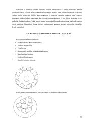 Broilerių auginimas 11 puslapis