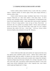 Cukriniai runkeliai 4 puslapis