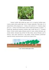 Cukriniai runkeliai 5 puslapis