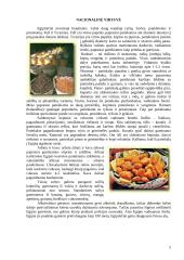 Egiptas bei jo istorija 5 puslapis