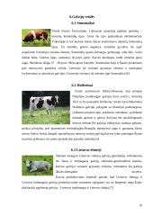 Galvijininkystė 10 puslapis