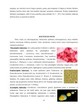 Galvijų pieno produkcija ir ją įtakojantys veiksniai 16 puslapis