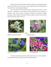 Gėlynų priežiūra 12 puslapis