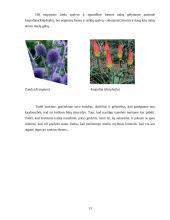 Gėlynų priežiūra 13 puslapis