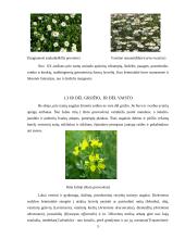 Gėlynų priežiūra 5 puslapis