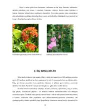 Gėlynų priežiūra 10 puslapis