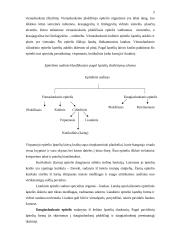Epiteliniai audiniai, gyvulių atranka ir kiaulių tipai 3 puslapis