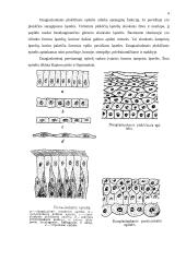 Epiteliniai audiniai, gyvulių atranka ir kiaulių tipai 4 puslapis