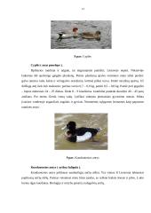 Karvių, ančių ir žąsų laikymas 13 puslapis