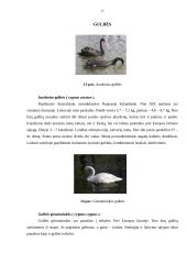 Karvių, ančių ir žąsų laikymas 16 puslapis