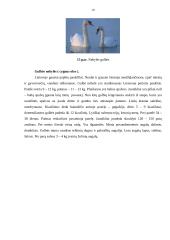 Karvių, ančių ir žąsų laikymas 17 puslapis