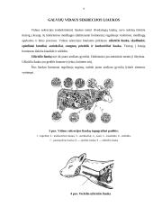 Karvių, ančių ir žąsų laikymas 8 puslapis