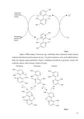 Grybų toksinai 14 puslapis