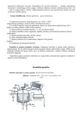 Natūralus kaučiukas  6 puslapis