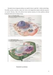 Ląstelių organelės 4 puslapis
