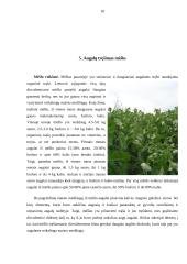 Lauko augalų tręšimas 10 puslapis