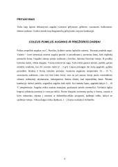 Margenis (coleus) ir perila (perilla). Jų augimas, priežiūros darbai, pritaikymas 4 puslapis