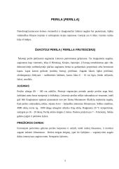 Margenis (coleus) ir perila (perilla). Jų augimas, priežiūros darbai, pritaikymas 5 puslapis