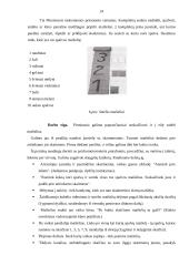 Montessori metodika matematikos pamokose 14 puslapis