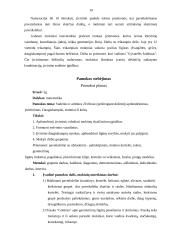 Montessori metodika matematikos pamokose 19 puslapis