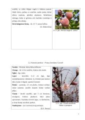 Persikų auginimas ir veislių savybių vertinimas 6 puslapis