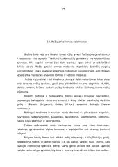 Rožių rūšys 12 puslapis