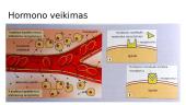 Liaukos išskiria hormonus. Gliukozės reguliavimas kraujyje 7 puslapis