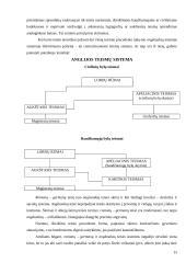 Teisinis precedentas 15 puslapis