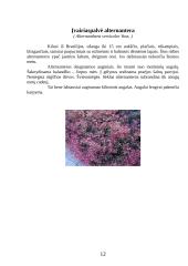 Vienmetės gėlės apvadams 12 puslapis