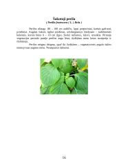 Vienmetės gėlės apvadams 16 puslapis