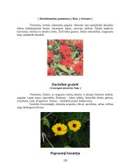 Vienmetės gėlės apvadams 19 puslapis