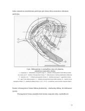 Atmosferos sraujymės 11 puslapis