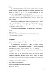 Karštai rūkytų mėsos gaminių gamybos skyriaus projektavimas 6 puslapis