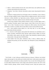 Neverbalinis bendravimas – viena svarbiausių komunikacijos priemonių 12 puslapis