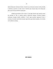 Nevėžio upės valymo darbai Panevėžio mieste 16 puslapis